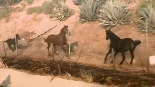 Horse Gallops Into Burning Stable to Rescue Other Horses