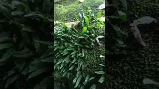 Java fern in wild, microsorum  green gnome rare plant #javafern #aquaticplant #aquascape .