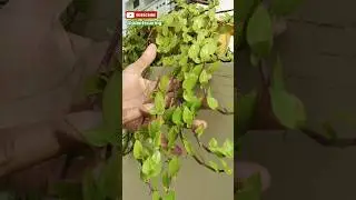 🌱 Turtle Vine Plant Care | How to Care Turtle Vine | कछुआ बेल का ध्यान कैसे रखें 🌿 #viral #shorts