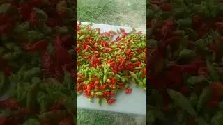 Home Grown Pimentos 🤤😍#shorts #pimento 🌶