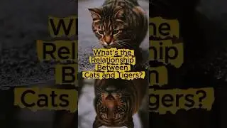 What&rsquo;s the Relationship Between Cats and Tigers? 🐱🦁 #shorts #tiger #cat