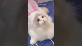 Смешные котики и собачки 🐾 / Funny Animal Moments 2025 | Угарные пушистики для всех🐱🐶#shorts