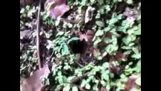 tarantulas mas grandes del mundo xenethis immanis