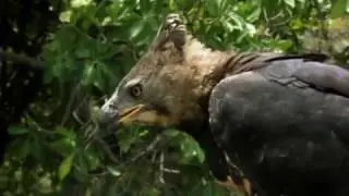 Top 10 Amazing Of Animals - The Most Extreme Animal - Daredevils
