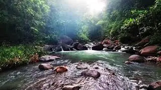 Peaceful River & Bird ASMR - Natural Ambience for Sleep, Study, and Meditation
