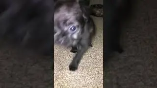 Cutest Pugapoo ever!