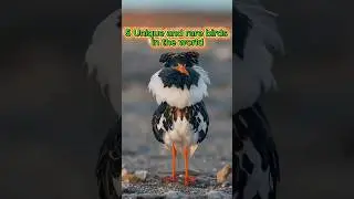 5 unique and rare birds in the world