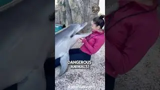 Why Dolphis are DANGEROUS for Humans!🤯