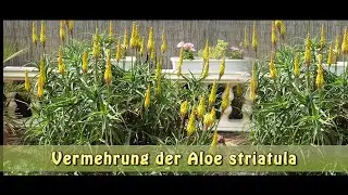 Aloe striatula vermehren, schöne und frostharte Art!