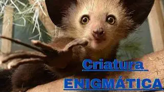 Primate m&aacute;s RARO del mundo - Sabes c&oacute;mo es?? Desc&uacute;brelo