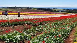 Table Cape Tulip Farm. NW Tasmania, Australia