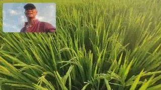 Longping 534 ,❤️🙏🌾🌾