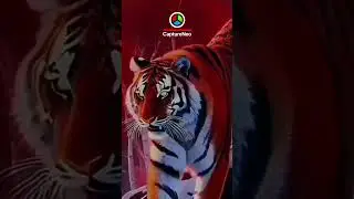 Siberian Tigers: Echoes of Siberia Coming Soon...