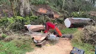 Chainsaw milling Scottish sycamore PART 4 - Stihl MS881, beautiful grain