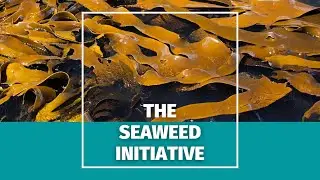 Business Activism: The Seaweed Initiative