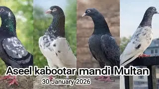Multan kabootar mandi| multan kabutar mandi | aseel kabootar mandi| multan birds market|