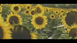 Sunflowers