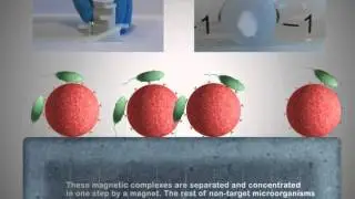 The technology of LEGIPID Legionella fast detection