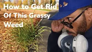 How To Get Rid of This Grassy Weed