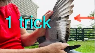One trick to help settle older young racing pigeons