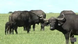 An hour old buffalo calf with mom #africa #wildlife #kenya