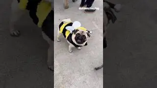 Pug Party!! 👻 🎃🐽#buttersthepug #puglife #pugobsession  #pugoween #dogcostume #pugspugspugs