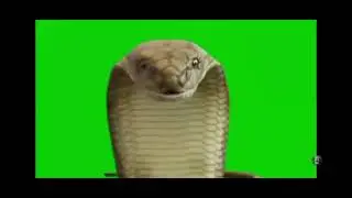 fxguru snake park road South