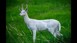La piel del Venado Leyenda Maya