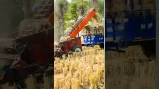 straw Reaper in paddy fild #shorts #viralvideo #viral #video #tractor