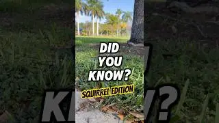 These facts are NUTS 🐿️🌰 #squirrels #squirrelfacts #facts #animals #animalfacts