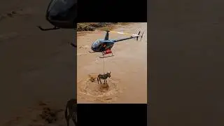 Helicopter Airlift Rescue Donkey From flood Riverbed #shorts #animalrescue #survival #wildlife #love