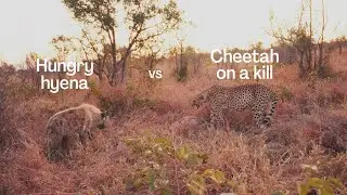 Lone Lion Cubs & Cheetah Gets a Nasty Dinner Surprise!