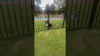 #dogs ready to go inside