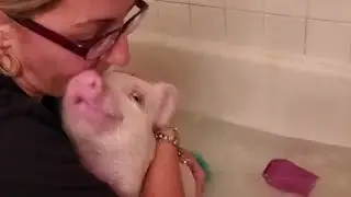How to bathe your mini pig