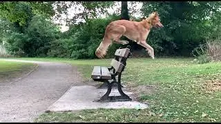 The power of positive reinforcement training with Smackos - 2 year old rescue Saluki called Filbert