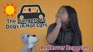 RedRover Reporters: Dangers of Dogs in Hot Cars