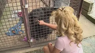 New lawsuit aims to revoke animal welfare license of Chimp Crazy's Tonia Haddix
