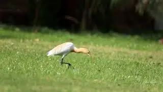 Cattle egret bird video shoot by udaykhatri