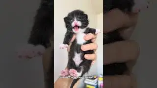 Newborn Kittens Open Their Little Eyes  ❤️ #cats #kitten