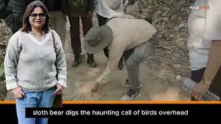 Saving Wild Cats In Nepal