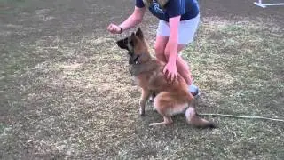 Dog Max Inc Agility Class 11 23 2010