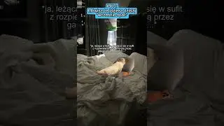 KOCIE MEMY 😼 POV: M&oacute;wisz, że idziesz dzisiaj wcześnie spać #catmemes #koty #memy #relatable #relacje
