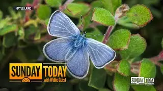 How Scientists Are Reviving San Francisco&rsquo;s Extinct Blue Butterfly