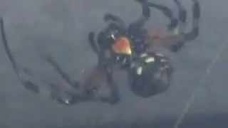 (Nephilengys cruentata) Aranha vs Besouro