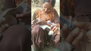 Golu के लिए Pray करें दोस्तो। #puppy #Dog Care
