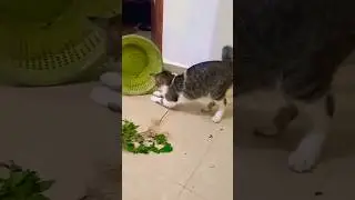 My cutie playing all alone😘🥺 #adorable #cat #cuteanimal #kitten #remix #catplay #mycat #kitty