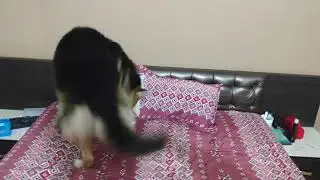 Dog's usual spin before lying down