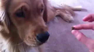 Dog Patiently Waits for a Treat