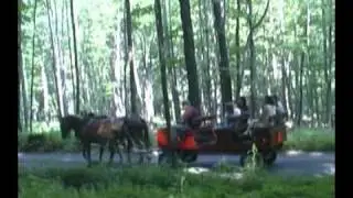 Mule Rides in West Virginia