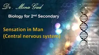 Central nervous system - Biology for 2nd secondary
